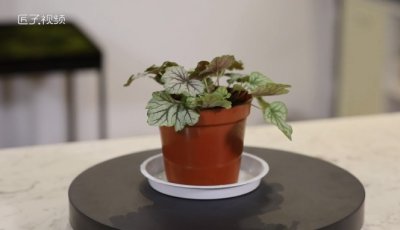 ​植物正确浇水的方法是什么