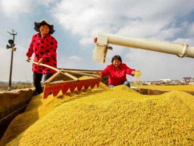 谷贱伤农情况愈加严重,我们该怎样预防农耕产业安全