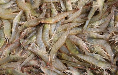 淡水养殖对虾的经验分享