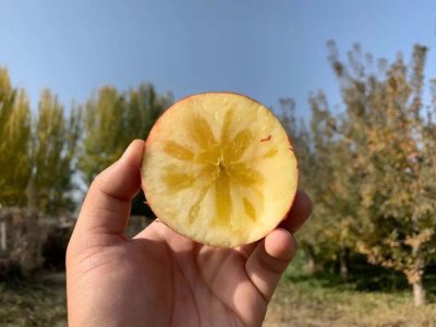 冰山上的来客-阿克苏冰糖心苹果,“甜”满你的整个冬天