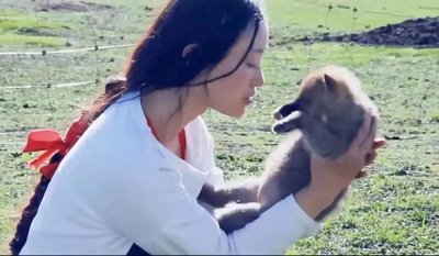 《女孩与狼十年羁绊,纪录片背后竟藏着这般危机?