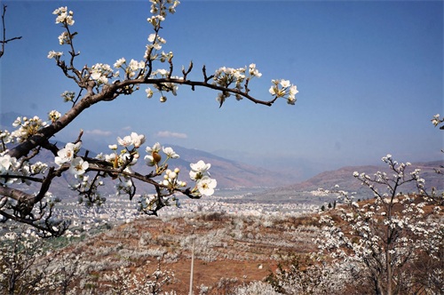 九襄古镇,曾是汉源县政府所在地,待到山花烂漫时漫山遍野雪花飞