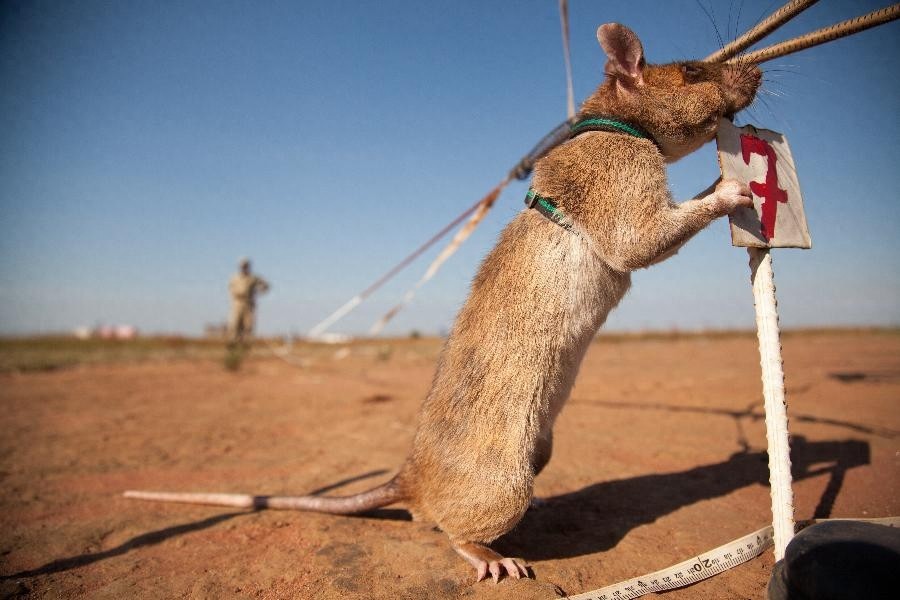 嗅觉灵敏,体重轻,数量多,酬劳低,非洲巨鼠天生的排雷能手