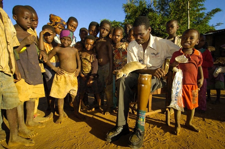 嗅觉灵敏,体重轻,数量多,酬劳低,非洲巨鼠天生的排雷能手