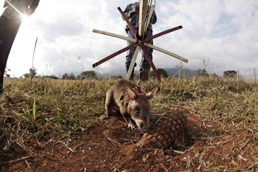 嗅觉灵敏,体重轻,数量多,酬劳低,非洲巨鼠天生的排雷能手