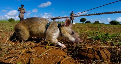 ​嗅觉灵敏，体重轻，数量多，酬劳低，非洲巨鼠天生的排雷能手