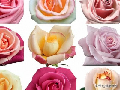 月季十大珍品,你养了吗?