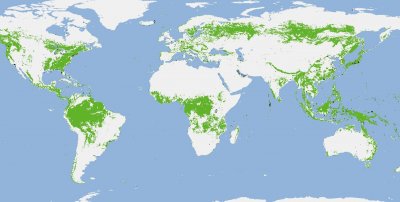 非常稀少,西藏首次拍到罕见黑麝,与林麝相似,为什么这么少?