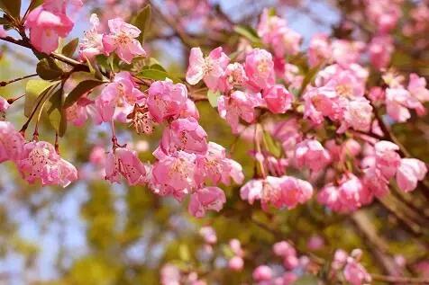 3月赏花去处推荐（周末去哪儿好玩还不贵）(7)