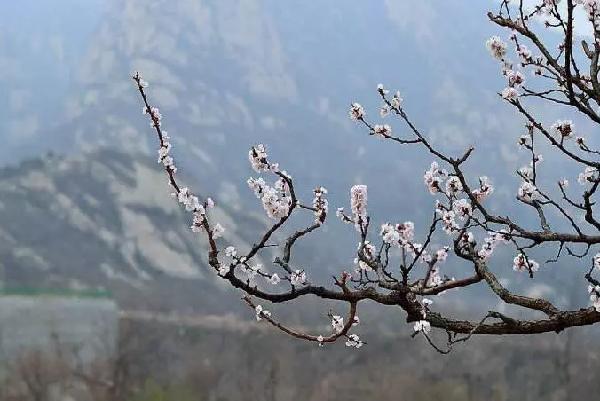 3月赏花去处推荐（周末去哪儿好玩还不贵）(14)