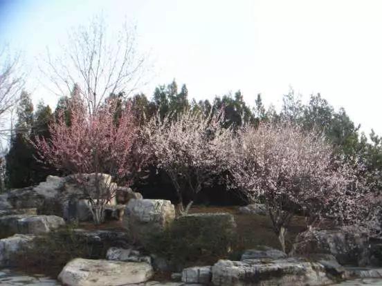 3月赏花去处推荐（周末去哪儿好玩还不贵）(6)