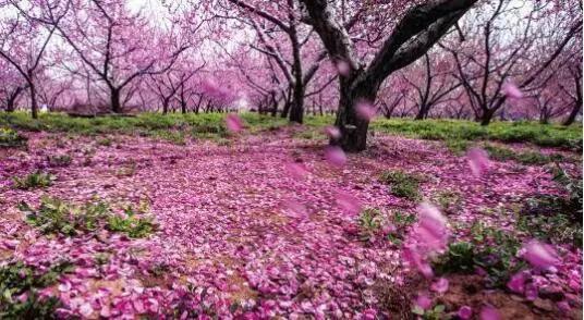 3月赏花去处推荐（周末去哪儿好玩还不贵）(10)