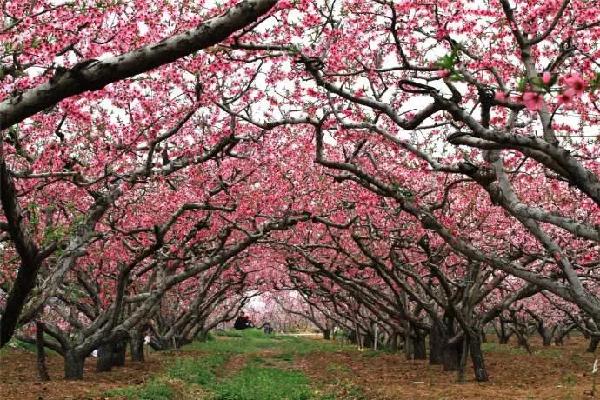 3月赏花去处推荐（周末去哪儿好玩还不贵）(12)