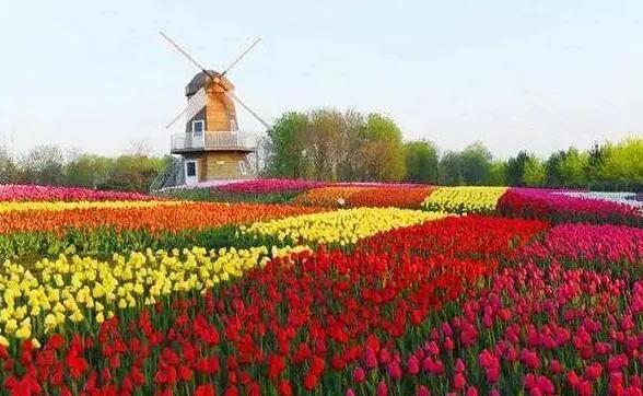 3月赏花去处推荐（周末去哪儿好玩还不贵）(15)