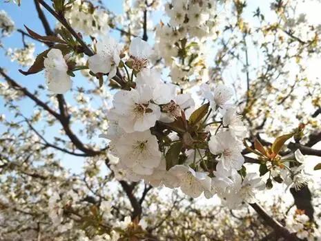 3月赏花去处推荐（周末去哪儿好玩还不贵）(4)