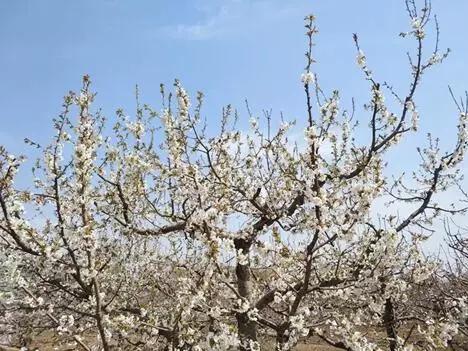 3月赏花去处推荐（周末去哪儿好玩还不贵）(5)