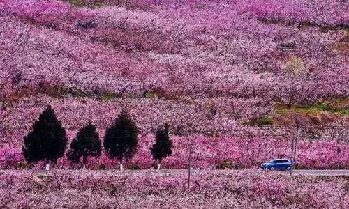 3月赏花去处推荐（周末去哪儿好玩还不贵）(11)