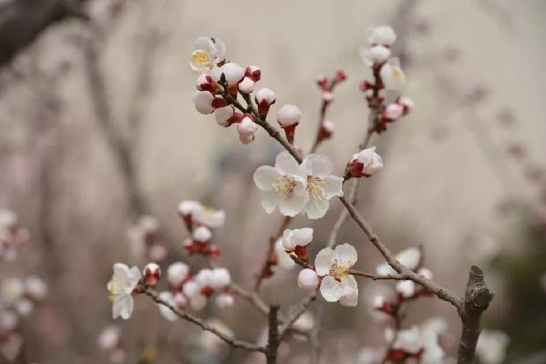 3月赏花去处推荐（周末去哪儿好玩还不贵）(8)