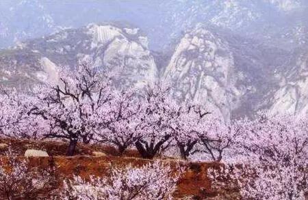 3月赏花去处推荐（周末去哪儿好玩还不贵）(13)