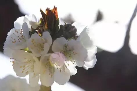 3月赏花去处推荐（周末去哪儿好玩还不贵）(3)