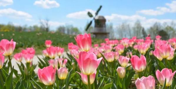 3月赏花去处推荐（周末去哪儿好玩还不贵）(16)
