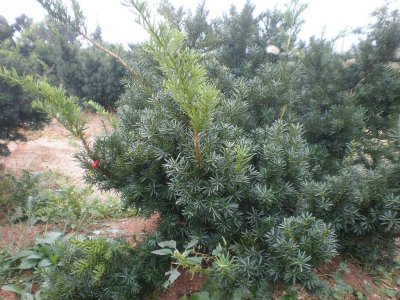 ​具有重要经济价值的植物—曼地亚红豆杉使用植物非试管高效快繁