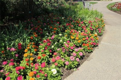 ​全国各大景区都用它来布置“花海”，百日菊到底有啥魅力呢？