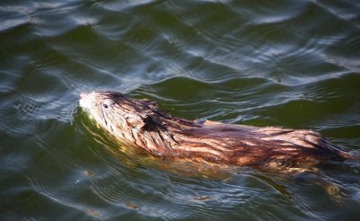 ​曾是农业害兽，因能替代麝香被大量养殖，如今身价暴涨100元1只？