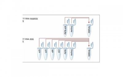 ​吃她的R头会怎么样 如何吃她的R头才舒服有反应
