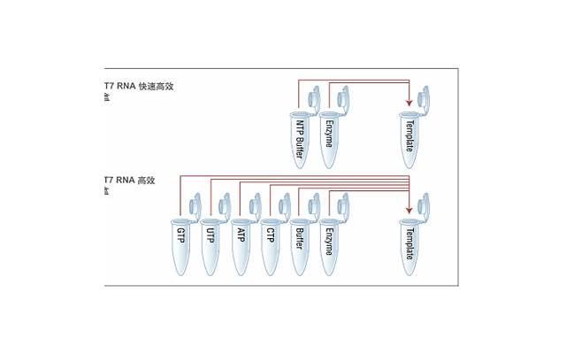 吃她的R头会怎么样 如何吃她的R头才舒服有反应 吃她的R头会怎么样 如何吃她的R头才舒服有反应