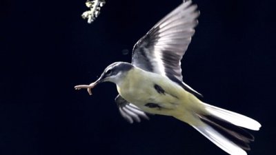 ​聚焦非法“棚拍” 带血的艺术看上去还美吗？