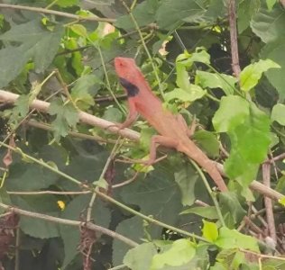 “雷公马”爆火前生今世