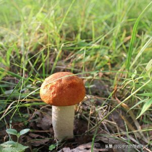 ​杨素：隋朝的名相与诗人