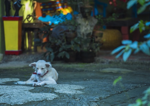 东南亚旅游新去处,安静的菲律宾薄荷岛