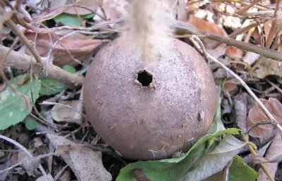 ​农村一种“马屁泡”，过去以为有毒，如今200元一斤，相当稀罕