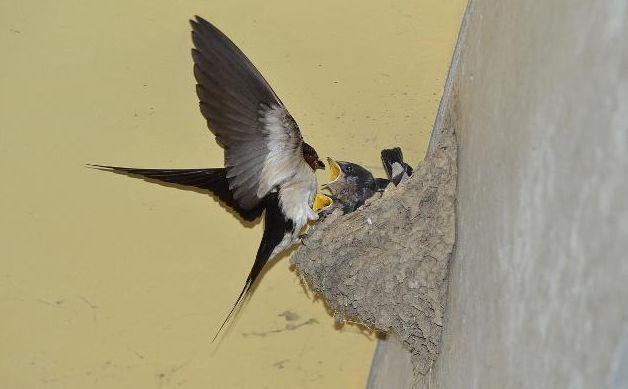 磨刀客:燕子衔泥筑巢苦,却难安居常漂泊