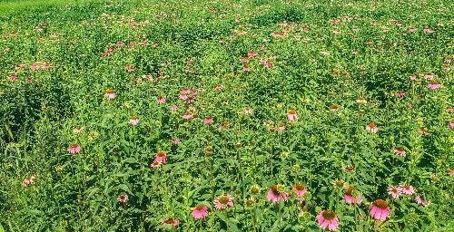 北京昌平上千亩免费花海正值观赏期,绚烂盛放,美爆今夏