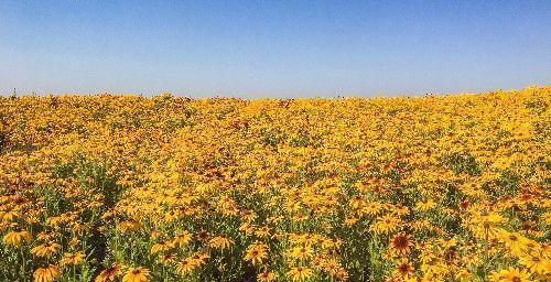 北京昌平上千亩免费花海正值观赏期,绚烂盛放,美爆今夏