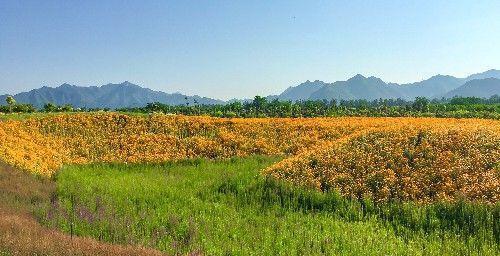 北京昌平上千亩免费花海正值观赏期,绚烂盛放,美爆今夏