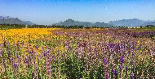 北京昌平上千亩免费花海正值观赏期,绚烂盛放,美爆今夏