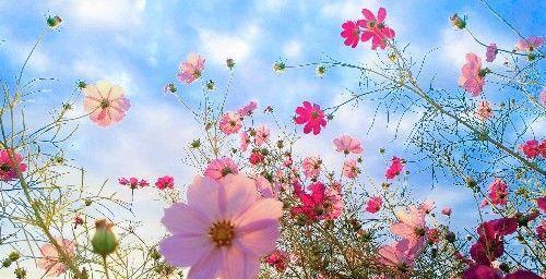 北京昌平上千亩免费花海正值观赏期,绚烂盛放,美爆今夏