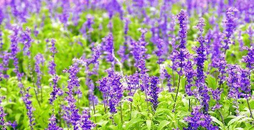 北京昌平上千亩免费花海正值观赏期,绚烂盛放,美爆今夏