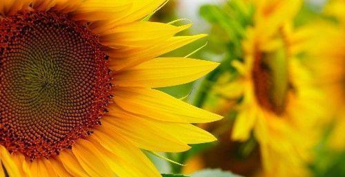 北京昌平上千亩免费花海正值观赏期,绚烂盛放,美爆今夏