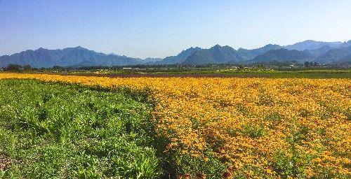 北京昌平上千亩免费花海正值观赏期,绚烂盛放,美爆今夏