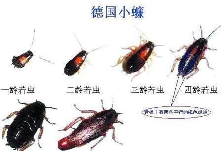 蟑螂对人类有什么好处