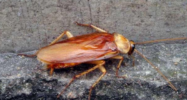 蟑螂对人体有什么危害,蟑螂的危害及控制有哪些?图5