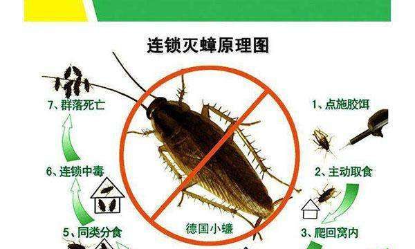 蟑螂对人体有什么危害,蟑螂的危害及控制有哪些?图3
