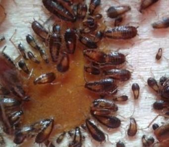 蟑螂的危害及控制有哪些?