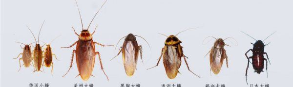 蟑螂对人体有什么危害,蟑螂的危害及控制有哪些?图2