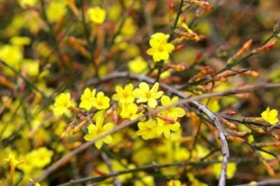 20首最美迎春花古诗词,你最喜欢哪一首?